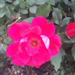 Meet your Posher, Janessa